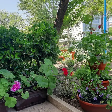 Pescarus מאמאיה