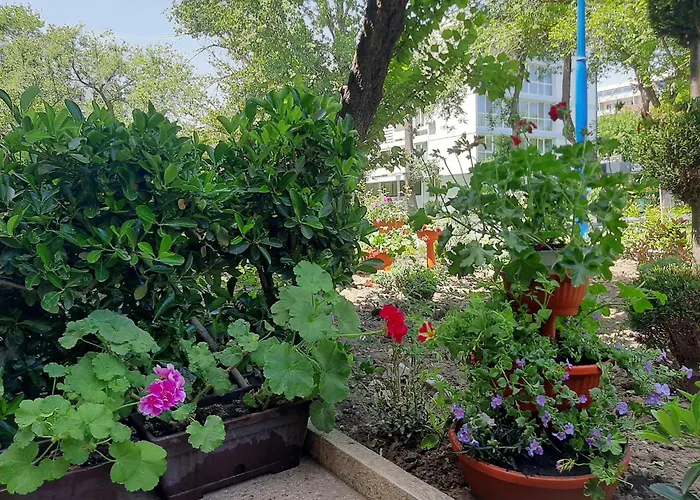 Pescarus מאמאיה